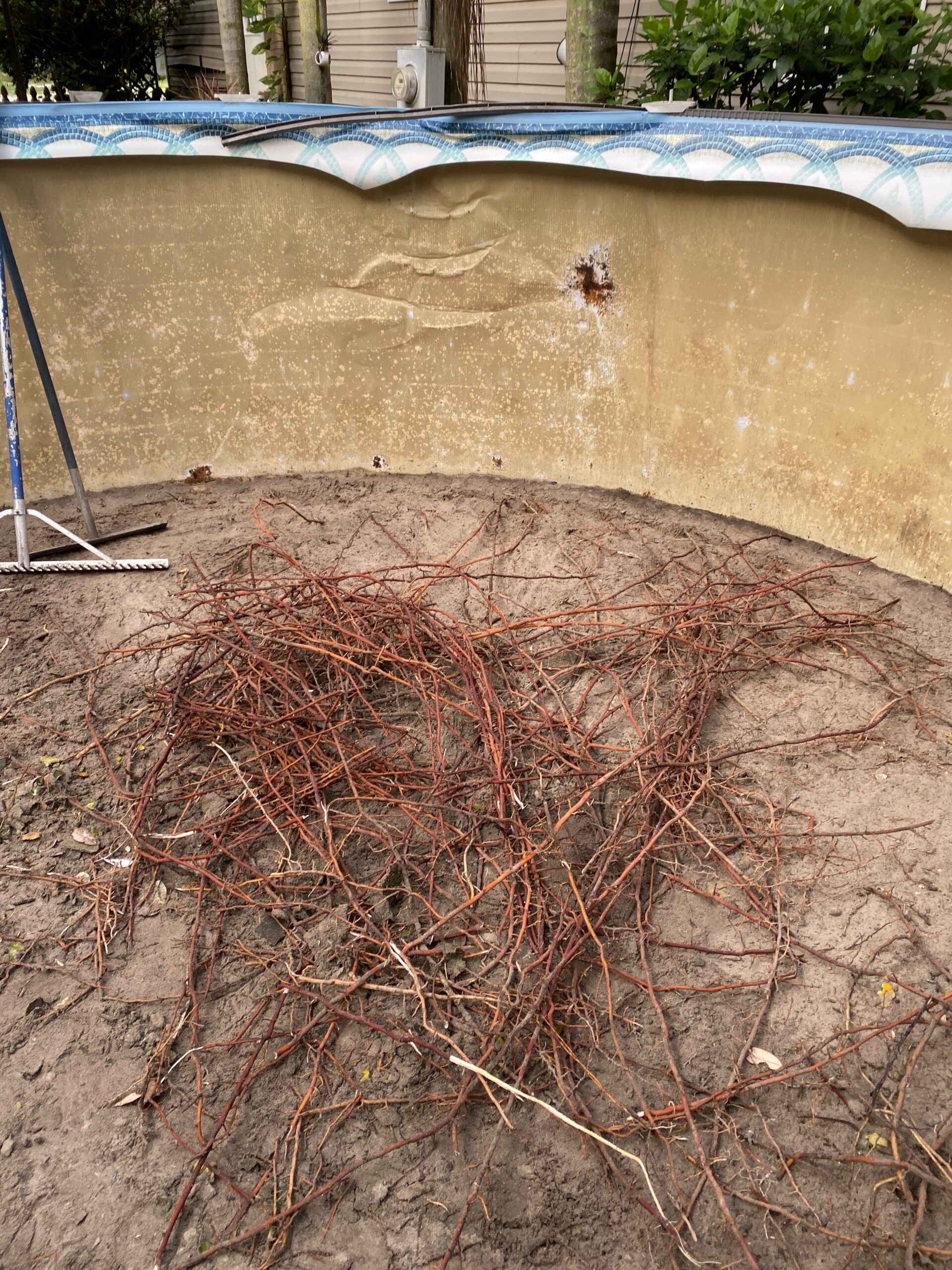 excessive roots under 15' above ground pool